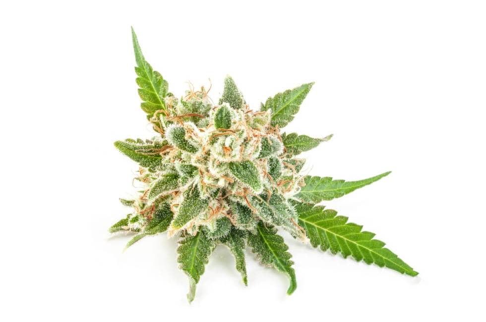 Cannabisblüte
